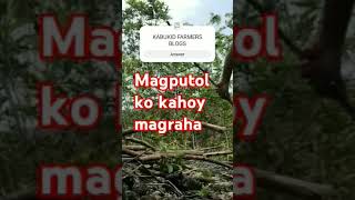 KaBukid Farmers Blogs song nock nocking heaven door [upl. by Margarette574]