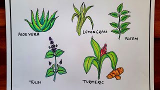 Medicinal Plants easy Drawing  Herbs Drawing  Science Project [upl. by Euqor540]