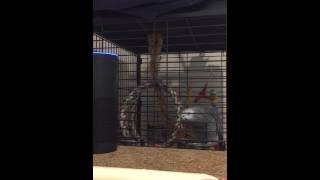 African grey parrot talking to Amazon Alexa [upl. by Janaya]