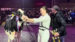 Champion Holstein Rinder Junior Bulle Expo 2023 [upl. by Ateinotna]