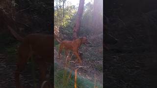 My Ridgeback Loki happy soaking up the afternoon sunshine 😊 slow motion ridgeback dog australia [upl. by Arbma]