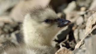 Super Hero 3Day Old Chick Jumps off Cliff  Barnacle Goose Cliff Jump [upl. by Pryce]