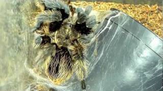 Brachypelma Albopilosum molting timelapse [upl. by Evangelin306]