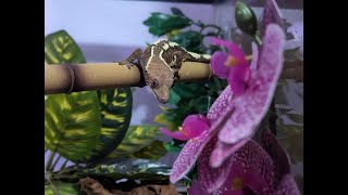 The RARE Sable Crested Gecko Unboxing and facts about this new morph [upl. by Arica]