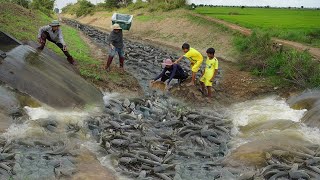 Amazing Catch Catfish by Hands on The Road Flooded Technique Fishing 2024 [upl. by Atilemrac299]