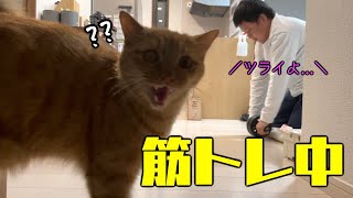 人間の不思議行動に猫はどんな反応する？？とか色々笑 [upl. by Akirderf]