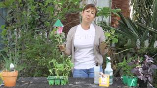 Homemade Remedy for Mildew on Cucumber Plants  Garden Space [upl. by Mcleroy]