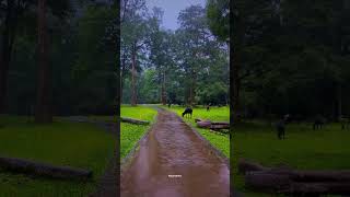 Interlock road in pulpally 🥰🥰💚 travel nature wayanad trendingshorts [upl. by Aneetak]