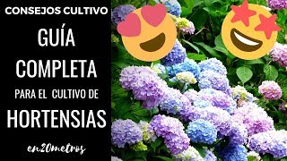 GUÍA COMPLETA para tener las MEJORES HORTENSIAS del mundo [upl. by Atinuahs]