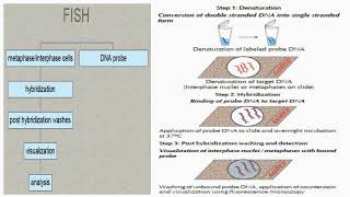 FISH Technique Steps Procedures [upl. by Ettenna]