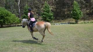 Fernances Creek Haflinger Horses and Events Nebula [upl. by Ahtelrac]