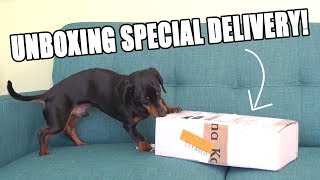 Crusoe Unboxing SPECIAL Delivery  Cute Dog Video Unboxing [upl. by Frederico]