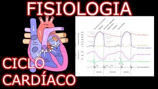 Aula Fisiologia Cardíaca  Ciclo Cardíaco  Fisiologia Cardiovascular Humana 1 [upl. by Colon390]