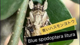 Blue spodoptera litura青いハスモンヨトウ [upl. by Annekam231]