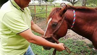 Como hacer y poner una falseta en el bozal del caballo [upl. by Uchish]