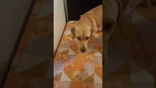 shortvideo doglover viral dogshorts dog trending shorts short [upl. by Mundt]