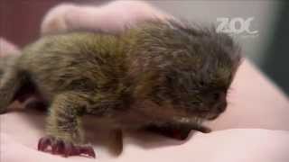 World Exclusive Rare baby pygmy marmoset triplet hand reared in Dublin Zoomp4 [upl. by Erina]