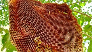 मधुमक्खी ऊंचाई पर ही छत्ता क्यों बनाती है  bee honey flowers [upl. by Yzzo]