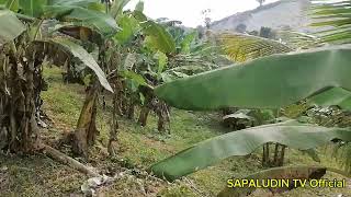 ANG AMING BANANA PLANTATION AT COCONUTS PHILIPPINES MINDANAO PIKIT DALINGAOEN [upl. by Alonzo]