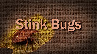 Stink Bugs – Family Plot [upl. by Sydel455]