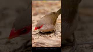 Common Waxbill  Wellenastrild shorts [upl. by Cathryn]