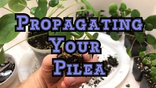 How to propagate Pilea peperomioides  How to propagate remove and repot the new plantlets [upl. by Nedra]