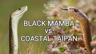 Black mamba vs Coastal taipan  Battle of the deadly snakes [upl. by Calise383]