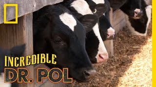 How Are They Now Dr Pol Updates Finnerty Farms  The Incredible Dr Pol [upl. by Weitman]