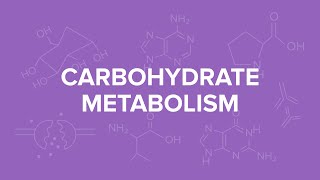 Carbohydrate metabolism Lecture 4 Gluconeogenesis Cori cycle and glucosealanine cycle [upl. by Anerbas]