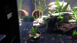 35 Gallon Freshwater Planted Cube Aquarium [upl. by Amitak]