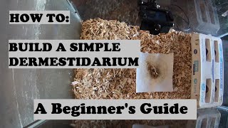 HOW TO Build a Simple Dermestidarium  A Beginners Guide to Skull Cleaning Dermestid Beetles [upl. by Nahtnhoj]