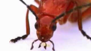 Icky Insects  kids music  kids video  kids songs  childrens music  Silly Bus [upl. by Konyn]