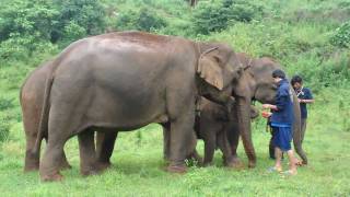 Khum Min the elephant is welcomed into the free herd by a very forward female [upl. by Notsob278]