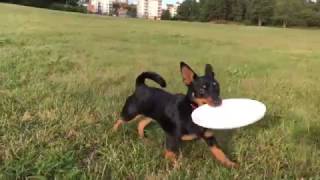 Ronja Lancashire Heeler  Playing With Her Frisbee [upl. by Sidra]