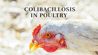 Colibacillosis Understanding and Managing a Common Poultry Disease 🐔💉 [upl. by Hersh]