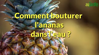 🍍Comment BOUTURER lANANAS dans lEAU 🍍 [upl. by Merriman546]