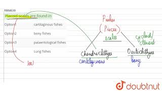 Placoid scales are found in [upl. by Lise]