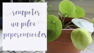 Comment rempoter un pilea peperomioides Tuto jardinage [upl. by Phia]