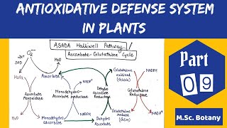 Antioxidative defense system in plants  Asada Halliwell Pathway [upl. by Donell]