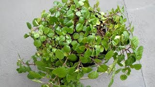 Plectranthus Nummularius  Swedish ivy [upl. by Xella]