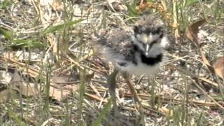 Killdeer Babies [upl. by Phares]