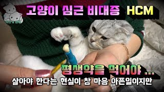 고양이심근비대증 HCM  cat myocardial hypertrophy [upl. by Anita]