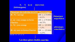 Exercice de génétique Bacconcours de médecine Ségrégation de deux gènes liésdistance génétique [upl. by Marius458]