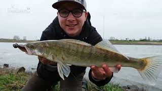 zander fishing in holland [upl. by Skrap]