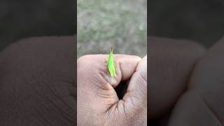 Beautiful little green grasshopper 🦗 shorts grasshopper nature natureinsects insects bug [upl. by Kitarp]