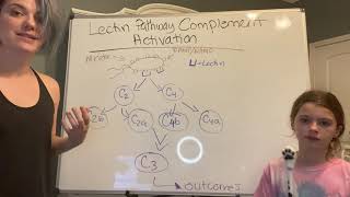 Lectin pathway complement activation [upl. by Adrianne]