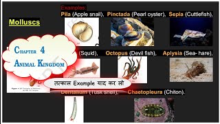 NEET imp mollusca example learn with Photographic memory Animal kingdom 11th bio Sudhir Banjare [upl. by Meletius]