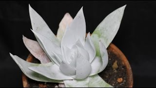 Dudleya brittonii  Brittons Dudleya Giant Chalk Dudleya [upl. by Irak]