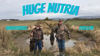 Huge Nutria And A New Ditch hunting nutria hunt [upl. by Leamse]