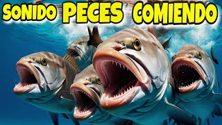 🐬Sonido de PECES en el AGUA💦 [upl. by Corey127]